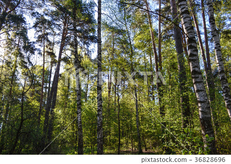 High birch trees in the forest. Russian forest. High birch trees in the forest. Russian forest. 36828696