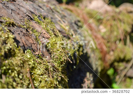 The old log is covered with moss. The old log is covered with moss. 36828702
