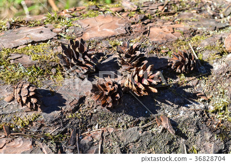 Cones on a log Cones on a log 36828704