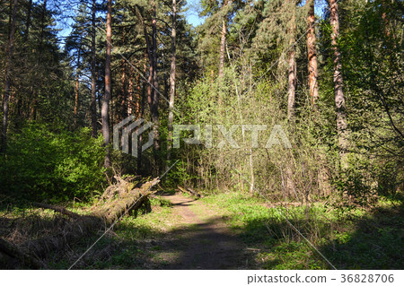 Morning in the forest. Morning in the forest. 36828706