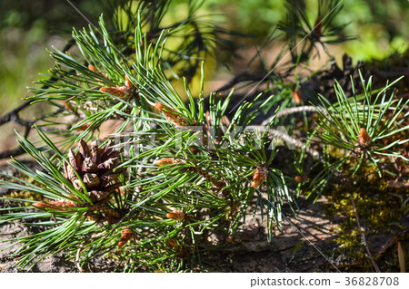 Branch of pine and cones close up Branch of pine and cones close up 36828708