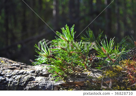 Branch of pine and cones close up Branch of pine and cones close up 36828710