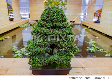 Japanese art of bonsai Japanese art of bonsai 36829104