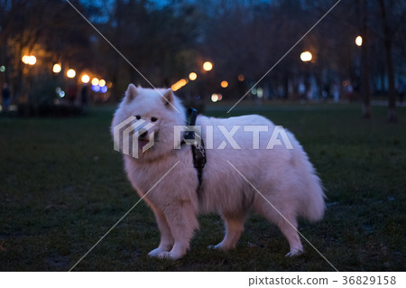 fluffy white dog for a walk. Beautiful Samoyed in 36829158