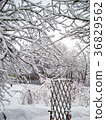 winter garden in the village 36829562