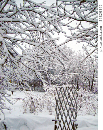 winter garden in the village 36829562