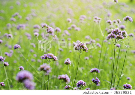Purple flowers against a blurred green background. 36829821