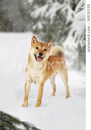 Japanese shiba inu dog Japanese shiba inu dog 36830189