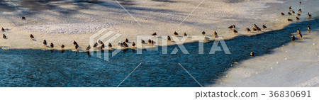 flock of ducks on the ice of frozen river flock of ducks on the ice of frozen river 36830691