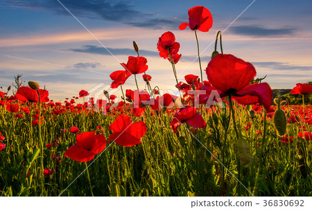 poppy flowers field in mountains poppy flowers field in mountains 36830692