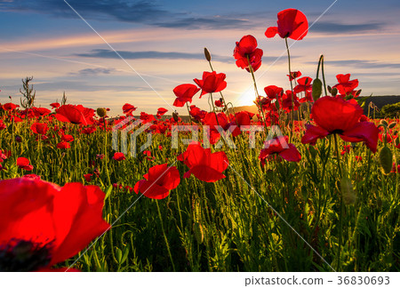 poppy flowers field in mountains poppy flowers field in mountains 36830693