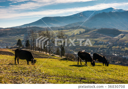 cow cattle grazing on a hillside cow cattle grazing on a hillside 36830708