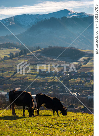 cow cattle grazing on a hillside cow cattle grazing on a hillside 36830709