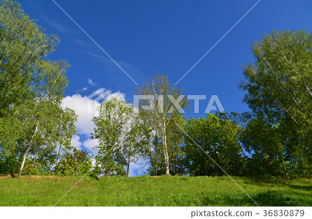 territory of Eco Shore Park in Khimki, Russia territory of Eco Shore Park in Khimki, Russia 36830879
