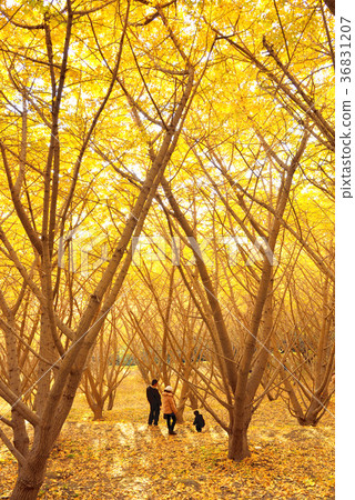Thousand Ginkgo Tarumizu City 36831207