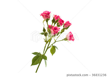 pink little roses isolated pink little roses isolated 36831236
