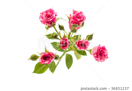pink little roses isolated pink little roses isolated 36831237