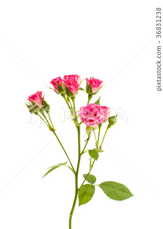 pink little roses isolated pink little roses isolated 36831238