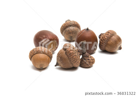 acorns isolated acorns isolated 36831322