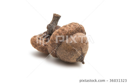 acorns isolated acorns isolated 36831323