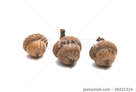 acorns isolated acorns isolated 36831324