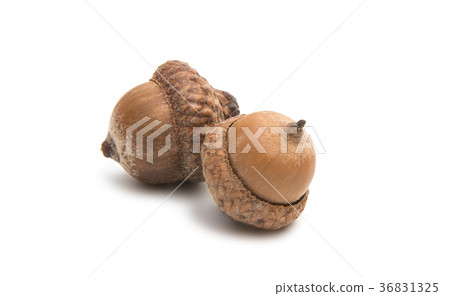 acorns isolated acorns isolated 36831325