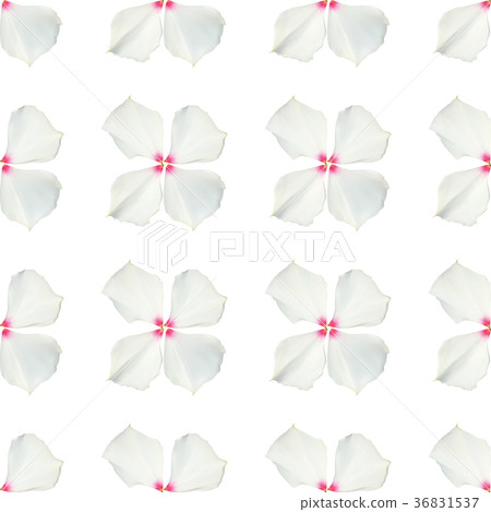 Colorful beautiful naturalistic white flower 36831537