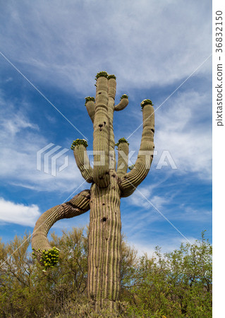 Saguaro Cactus in Bloom in the Desert 36832150