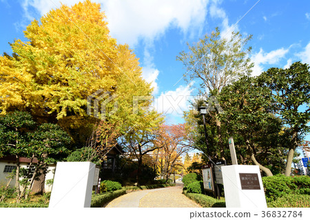 Yokonetcho Park, Sumida-ku, Tokyo Yokonetcho Park, Sumida-ku, Tokyo 36832784