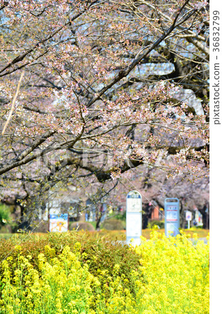 Cherry blossoms and rape blossoms in front of Hitotsubashi University bus stop, Tokyo National City 36832799