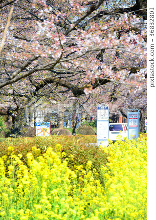 Cherry blossoms and rape blossoms in front of Hitotsubashi University bus stop, Tokyo National City 36832801