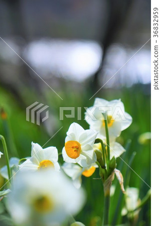 Chiba Prefecture Daffodil Sakuma Dam 36832959