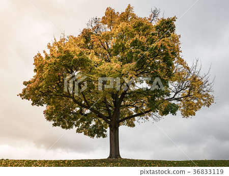 Autumn tree on sky background 36833119