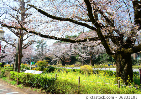Cherry blossoms and rape blossoms of Tokyo National City National station square university street 36833193