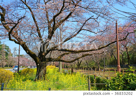 Cherry blossoms and rape blossoms of Tokyo National City National station square university street 36833202