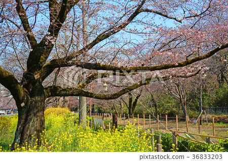 東京國立城市國家駐地廣場大學街道櫻花和強姦開花 36833203