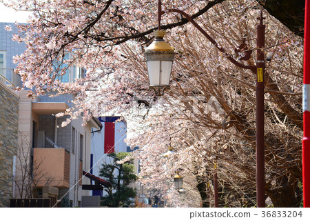 東京國立城市國家站在大學櫻花前 36833204