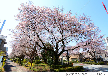 Cherry blossoms and rape blossoms of Tokyo National City National station square university street 36833207
