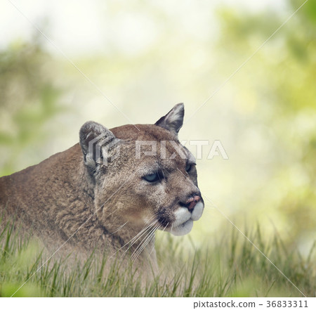 Florida panther or cougar 36833311