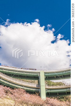 Kawazu Sakura Loop Bridge 36833359