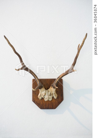 Reindeer thorn on white background Reindeer thorn on white background 36845874