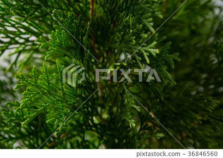Close-up of christmas tree 36846560
