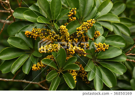 天然植物是室內植物,觀葉植物的“木棉花”。在沖繩,土地種植用於樹籬等。 天然植物是室內植物,觀葉植物的“木棉花”。在沖繩,土地種植用於樹籬等。 36850169