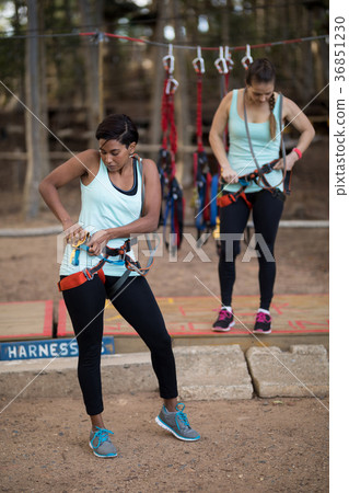 Female friends getting their belt tied to perform zip line Female friends getting their belt tied to perform zip line 36851230