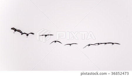 起重機，Cheolwon-gun，江原道 36852473