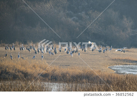 Crane, Cheolwon-gun, Gangwon-do 36852562