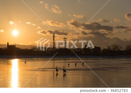 Sunset and swan Sunset and swan 36852783