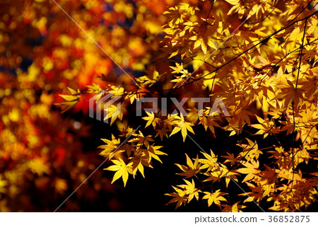 Autumn leaves and yellow light b-2 Autumn leaves and yellow light b-2 36852875