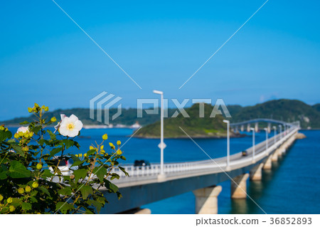 Kakushima Bridge Kakushima Bridge 36852893