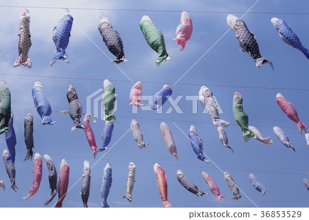 Flower streamer of Hanasaki Flower streamer of Hanasaki 36853529